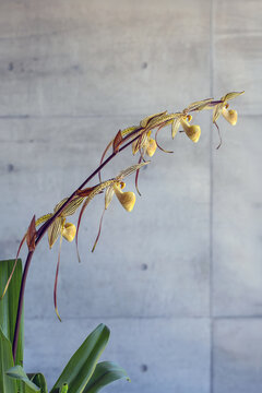 Paphiopedilum 'Saint Swithin' with five flowers on one stem. This is a hybrid slipper orchid.