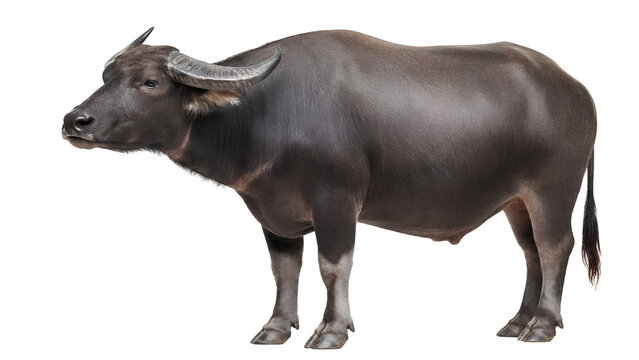 Thai Water Buffalo Isolated on Transparent Background PNG, Full Body Studio Cutout, High Resolution 8K