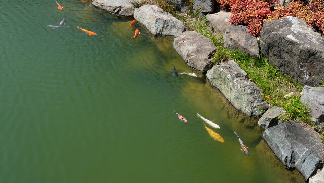 Vibrant Colorful Koi Fish Swimming Gracefully in a Tranquil Japanese Garden Pond