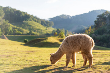 Obraz premium one alpaca grazing on lawn or field meadow and valley alone in agriculture alpacas farm livestock on nature park mountain and brown mammals animal life in cold city farmland at Mae Hong Son Thailand