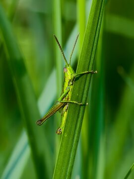 Grasshopper beautifully colored insect in the grass in the morning light