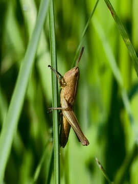 Grasshopper beautifully colored insect in the grass in the morning light