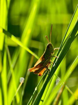 Grasshopper beautifully colored insect in the grass in the morning backlight