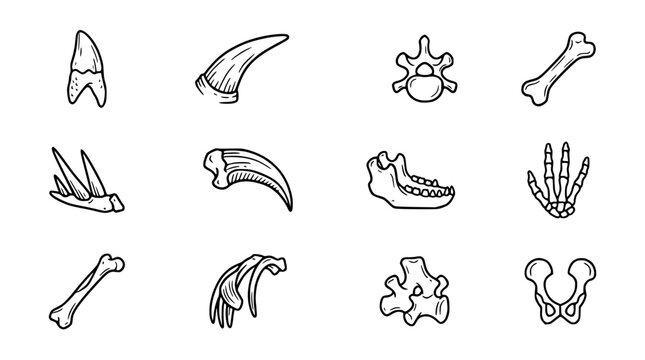 Dinosaur fossil icons: teeth, claws, bones, skeleton parts, jaw, pelvis