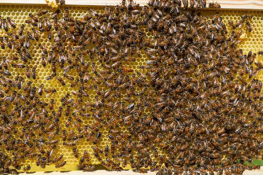 A close-up view of a large colony of honey bees crawling over a wax honeycomb frame inside a wooden beehive, representing sustainable agriculture and organic honey production.