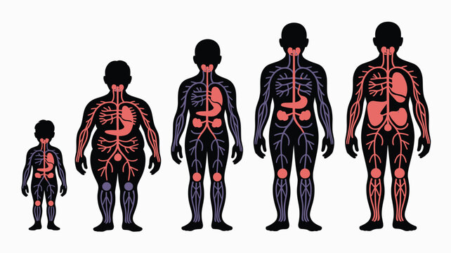 Silhouette figures of male humans at various life stages from childhood to adulthood showing the internal biological organ systems.