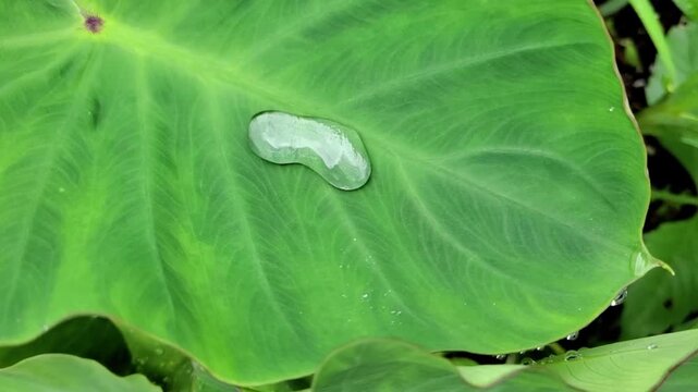 A stunning natural hydrophobic effect (the lotus effect), where large clumps of water move fluidly and roll across the surface of fresh green taro leaves.