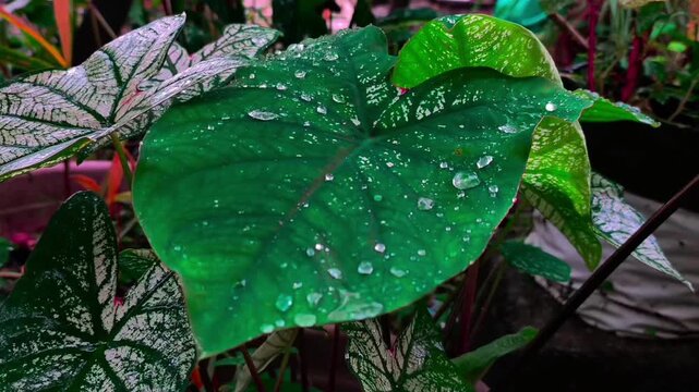 The natural beauty of heart-shaped green Caladium leaves after being drenched by rain. Clear water droplets or dew glisten on the leaf surface, creating a fresh, natural texture.