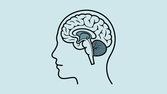 Anatomical illustration of the human brain cross section showing internal structures on a light blue background for science.