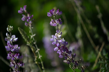 Obraz premium Grape Soda Lupine wildflower with 5 lobed leaves smelling very fragrant in a mountain habitat