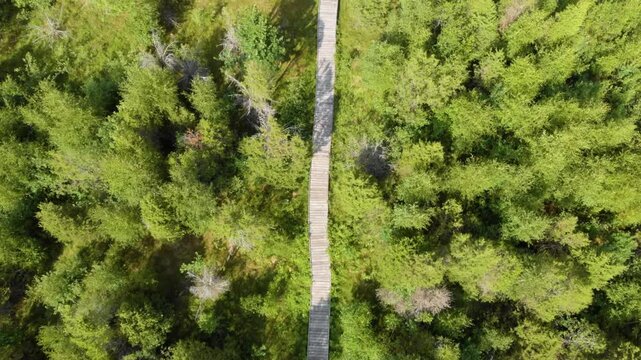 High angle, vertical drone shot capturing a narrow wooden pathway cutting through a dense, vibrant green forest canopy. The sun highlights the path and the rich textures of the trees, suggesting a pea