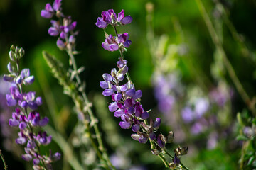 Obraz premium Grape Soda Lupine wildflower with 5 lobed leaves smelling very fragrant in a mountain habitat