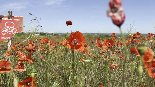 Ukrainian red skull-and-crossbones sign warning of mines ("Danger &ndash; mines") in a blooming red poppy field. Fragile beauty in poignant contrast to a deadly hidden minefield