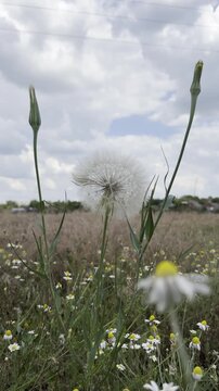 Large spherical salsify seed head among blooming chamomile and tall grasses in a wild summer meadow under a cloudy sky. A dreamy, serene wildflower scene from a low angle