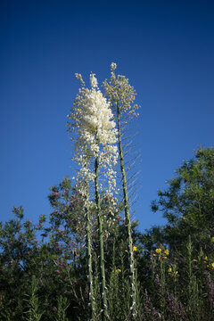 Cactus Yucca Plant in a California mountain habitat in bloom with tall white stalks and flowers that look like swabs used by the Yahaaviatam Native Americans for fibers and textiles