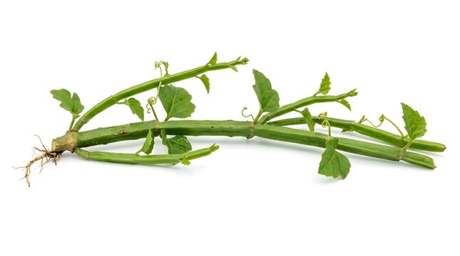 Cissus Quadrangularis Whole Plant with Roots, Veldt Grape Aromatic Medicinal Herb Stock Photo on White Background