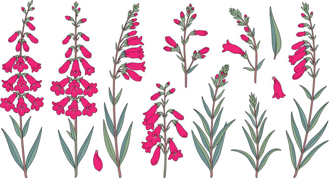 Botanical Vector Illustration Set of Pink Penstemon Beardtongue Flowers and Green Leaves Isolated on White Background for Floral Patterns and Wedding Invitations