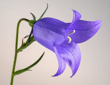 Graceful purple campanula flower stem. Elegant botanical studio shot of a hanging violet bellflower blossom isolated against a clean light background for minimalism.