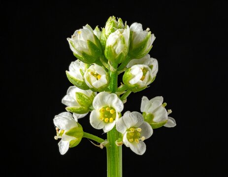 White veratrum album flower buds opening on a stem. Dramatic macro shot of a blooming false hellebore wildflower spike isolated against dark background.
