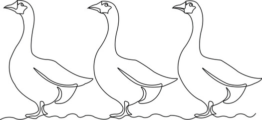 Three geese standing in a row with simple line art outline goose bird © MohammadGolap