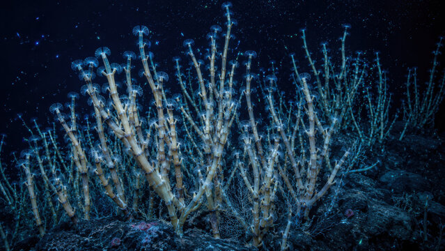 Bamboo coral colony thriving on deep seamount substrate, segmented skeleton with polyp cluster at node, particle visible in water column, wide landscape view