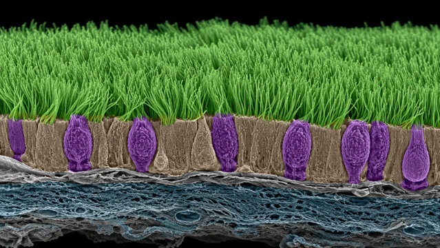 Cross section of tracheal ciliated epithelium showing dense green cilia forest above layered substrate with fluorescent purple goblet cell and dark background
