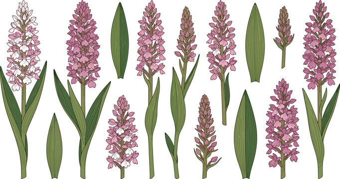Hand Drawn Purple Orchid Flower Vector Element Set Featuring Exotic Tropical Vanda Hyacinth Blooms Buds Stems and Leaves for Botanical Designs