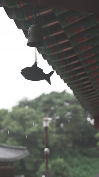 Close up vertical view of traditional Korean temple dancheong eaves with a bronze fish wind chime under falling rain - 비 내리는 날 단청 처마 아래로 고풍스러운 물고기 모양 풍경과 맑은 빗방울이 고즈넉하게 떨어지는 사찰 풍경