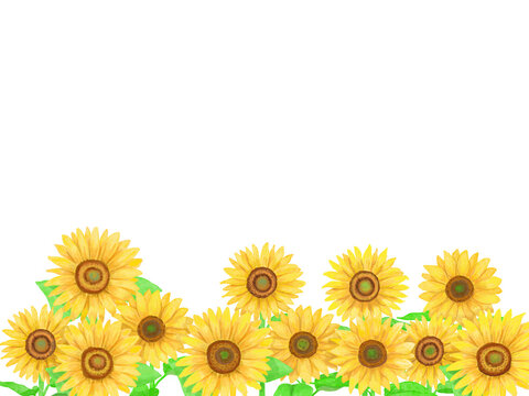 白バックにひまわり畑が広がる背景素材イラスト