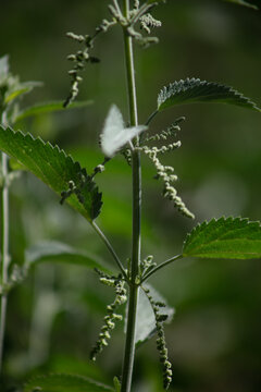 California Mountain Stinging Nettle plants that can give a formic acid bee like sting used by the Native American Yahaaviatam people for stomach medicine for a natural tea cure in blossom
