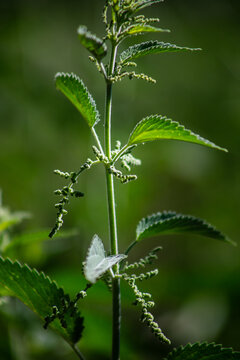 California Mountain Stinging Nettle plants that can give a formic acid bee like sting used by the Native American Yahaaviatam people for stomach medicine for a natural tea cure in blossom