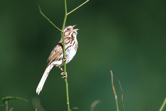 01575-013.19 Song Sparrow (Melospiza melodia) singing Marion Co.  IL