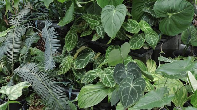 close up of green leaves Anthurium, plant