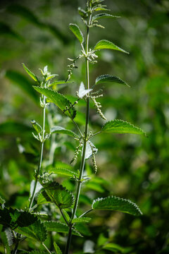 California Mountain Stinging Nettle plants that can give a formic acid bee like sting used by the Native American Yahaaviatam people for stomach medicine for a natural tea cure in blossom