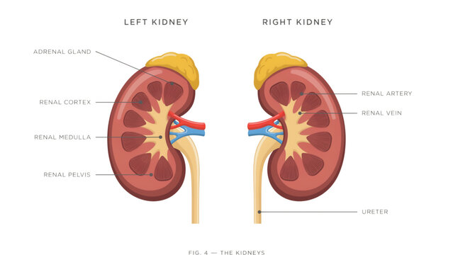 Human kidneys cross-section anatomical illustration with blood vessels