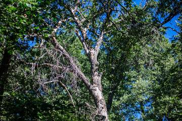 Fototapeta premium A Black Oak Tree killed by the Gold Spotted Oak Borer in Oak Glen, California, showing the Invasive Insect Pest is destroying the Environment, Oak Glen, Habitat, environment, conservation, sky, nature