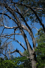Fototapeta premium A Black Oak Tree killed by the Gold Spotted Oak Borer in Oak Glen, California, showing the Invasive Insect Pest is destroying the Environment, Oak Glen, Habitat, environment, conservation, sky, nature