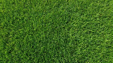 Fototapeta premium Lush green grass texture aerial view vibrant lawn background