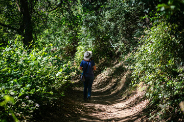 Fototapeta premium A Teaching naturalist on a trail exploring the habitat preparing for a presentation on the Natural Wonders of a California Oak Glen forest in the San Bernardino Mountains.