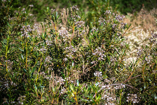 Yerba Santa Medicinal Pland used by the Native American Yuhaaviatam tribe to treat respiratory illnesses in the California Mountains