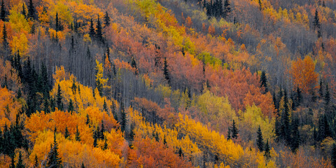 Obraz premium Autumn forest displaying vibrant fall foliage colors