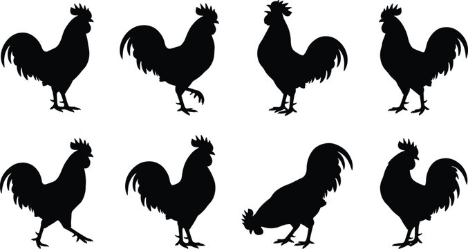 Rooster Silhouette Collection with Farm Chicken and Poultry Bird Poses