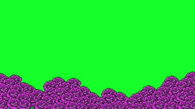 Pink Rose Flower Frame Green Screen Video with animated motion