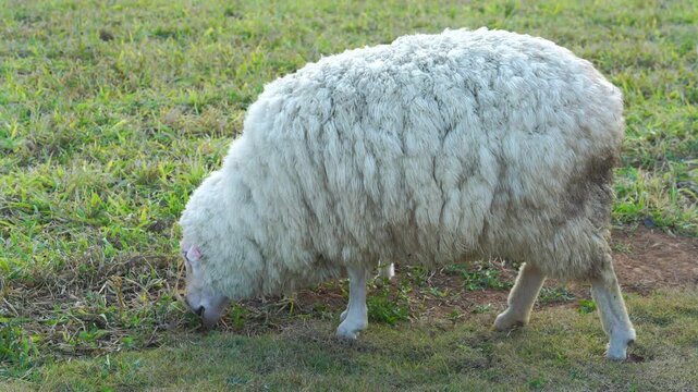 A fluffy white sheep with thick wool grazing on a grassy field in a rural farm setting. Side view of a livestock animal in nature, suitable for agriculture and textile industry concepts.