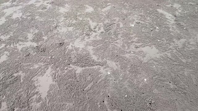 Sand bubbler crabs coastline
