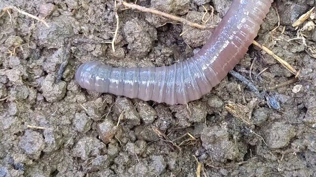 Macro photograph of the anterior head region of a common earthworm