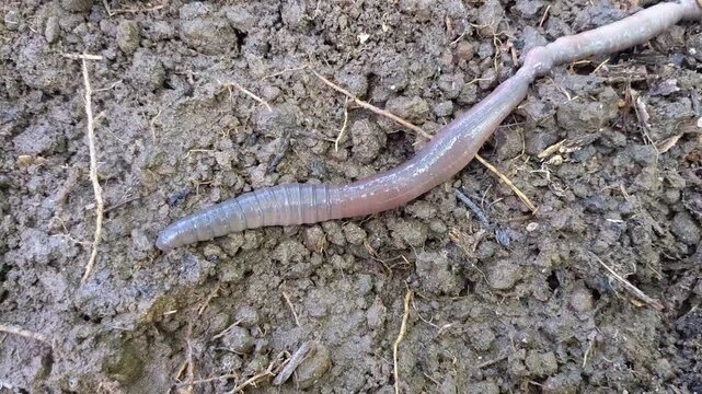 Macro photograph of the anterior head region of a common earthworm