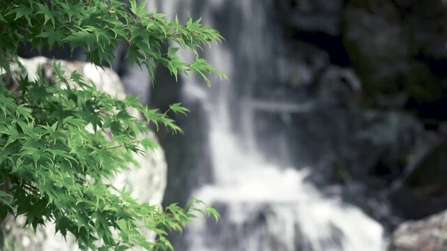 日本庭園に映える新緑のモミジと流れる滝
