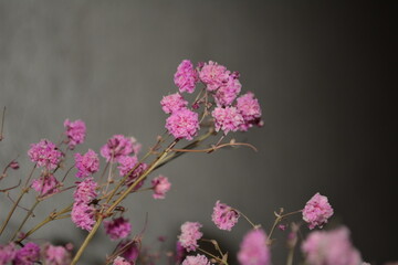 Obraz premium pink flowers in the garden