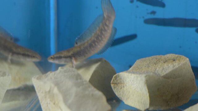 Hand Feeding Juvenile Snakehead Fish in Aquarium
